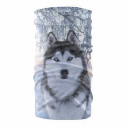 Бандана Winter Husky