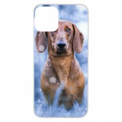 Чехол для iPhone 11 Beautiful dachshund - PrintSalon
