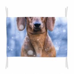 Прапор Beautiful dachshund