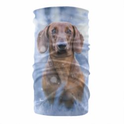Бандана Beautiful dachshund - PrintSalon