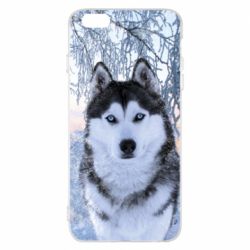 Чохол для iPhone 6 Plus/6S Plus Winter Husky - PrintSalon
