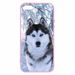 Чохол для iphone 5/5S/SE Winter Husky - PrintSalon