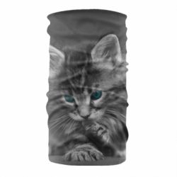 Бандана Gray cat - PrintSalon