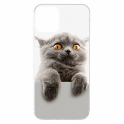 Чохол для iPhone 11 Original gray cat - PrintSalon