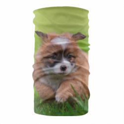 Бандана Puppy dog - PrintSalon
